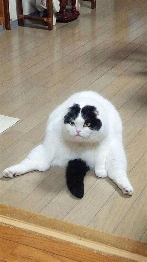 kucing gemuk vs kurus